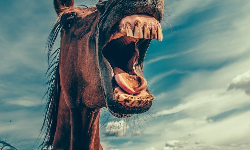 photo of shouting horse under cloudy sky